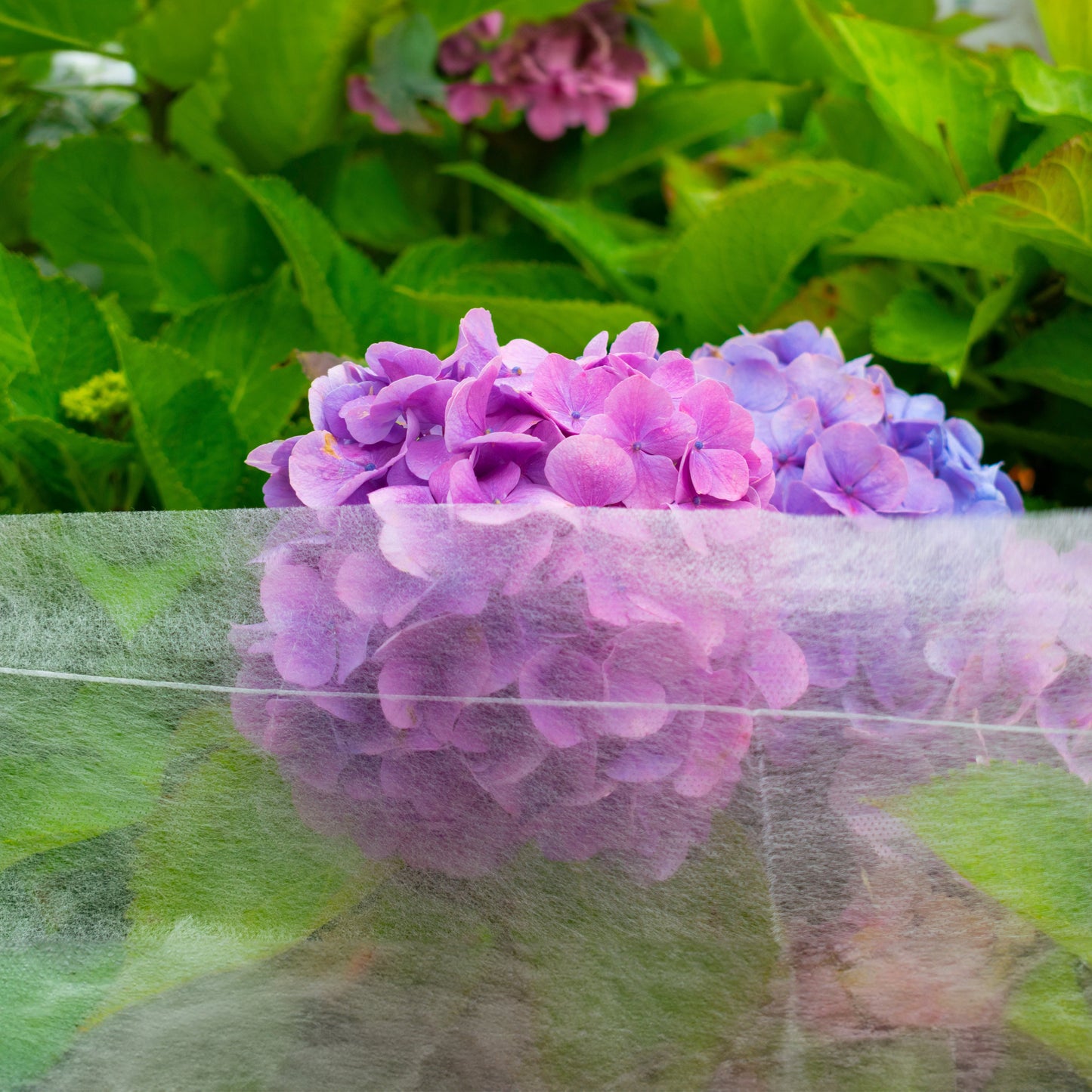 17g Non-Woven Frost Protect Fleece 1.6m x 5m