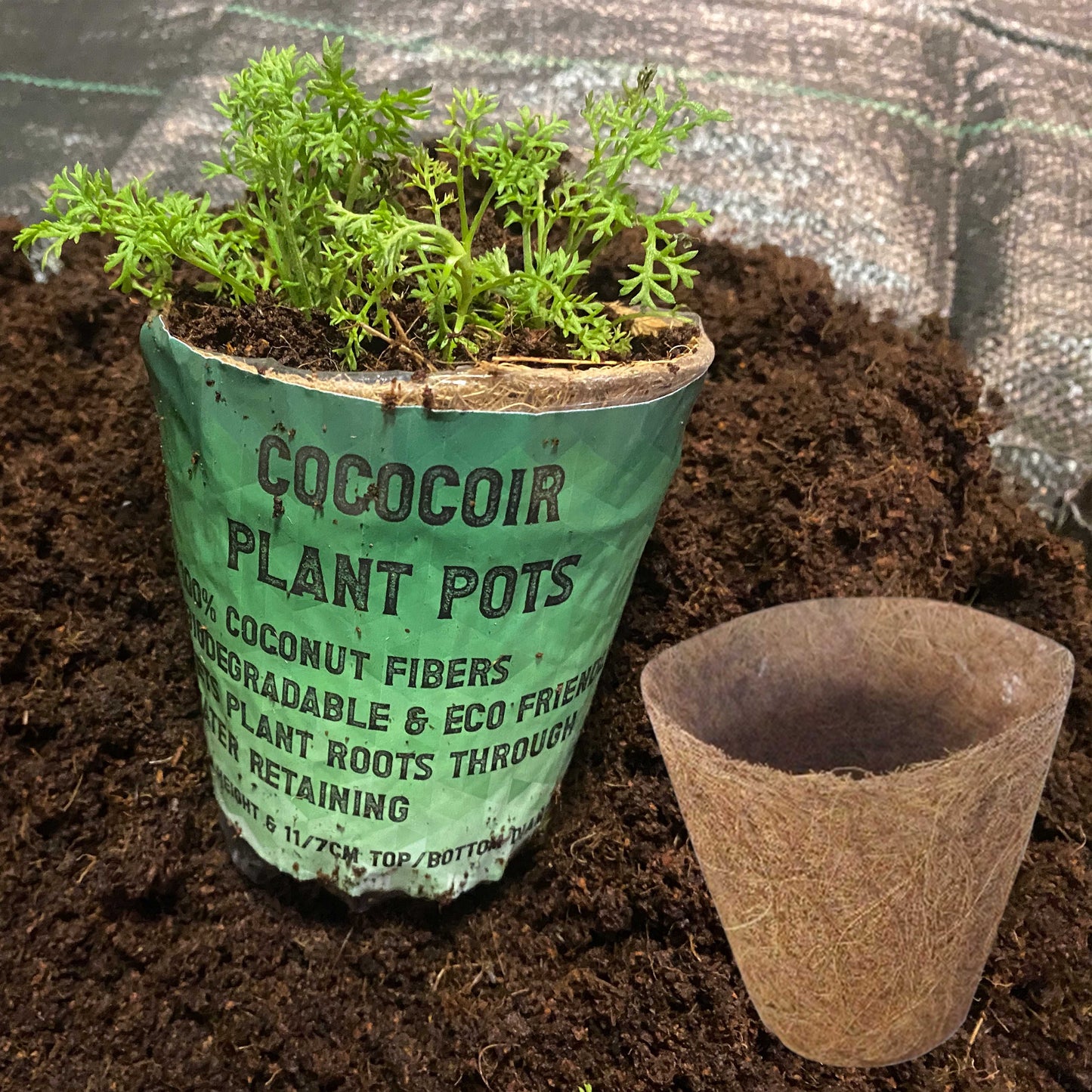Coco Coir, Natural Growing Pot